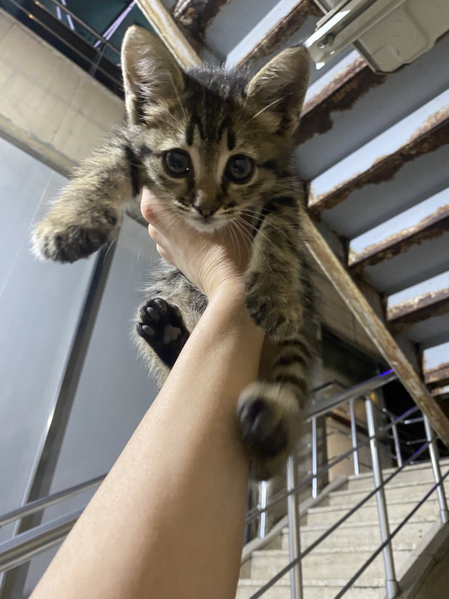 ayiralim's tweet photo. Bu bebek vampire İstanbul’da çok sevileceği bir yuva çıkar mı 🥹 https://t.co/fDGJpbGRi9