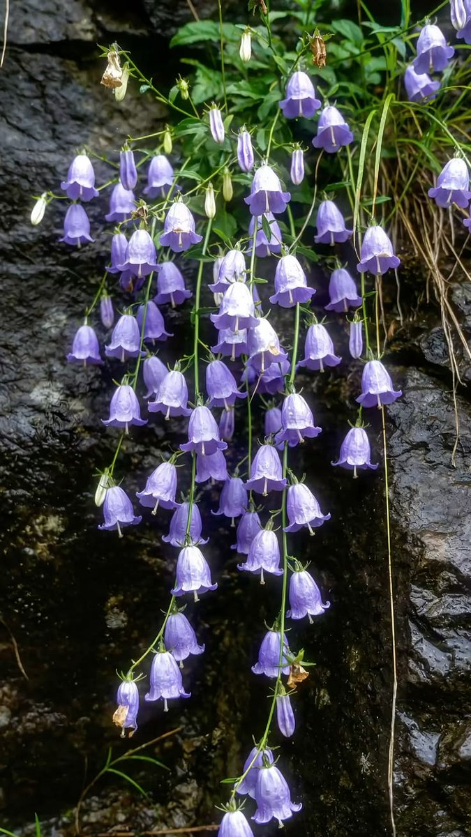 greenvibe's tweet photo. Bell-shaped flowers add elegance to rocky landscapes https://t.co/Xyb7Uiq2Mu