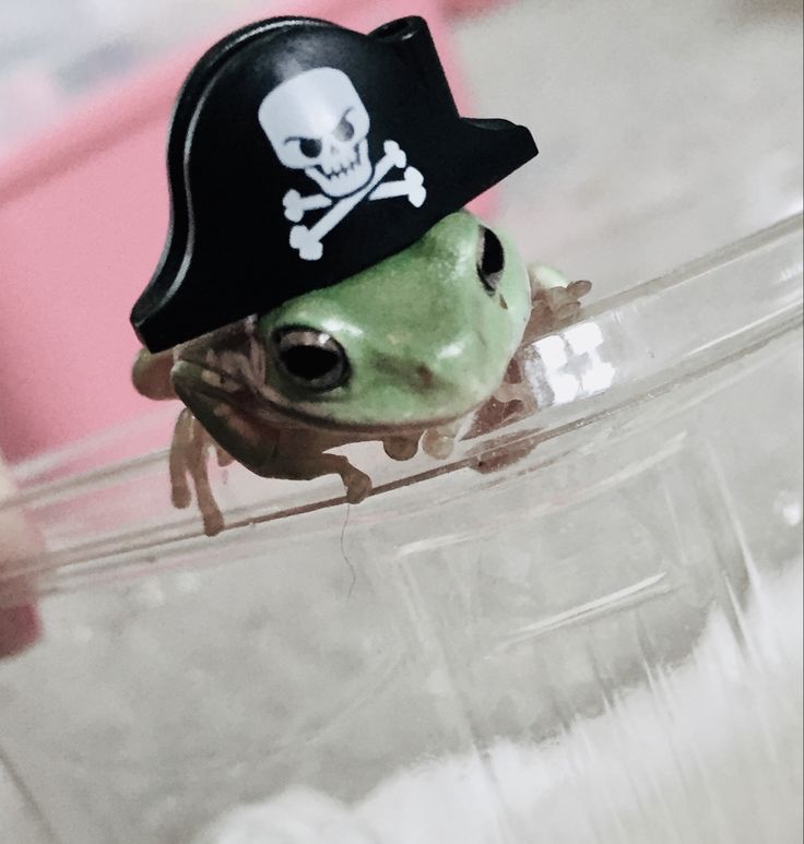 nocontextfrogs's tweet photo. https://t.co/V3Zti1Gr93