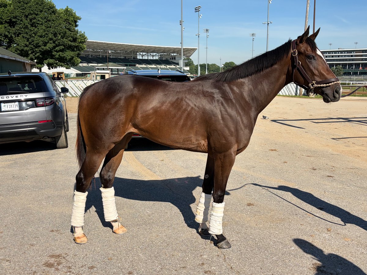 LAB019's tweet photo. Checked in on Pretty Patriotic 🇺🇸 this morning at Churchill Downs.  She is looking great!  @natemccauley @RiverOakFarm1 https://t.co/4EO7dEUU6w