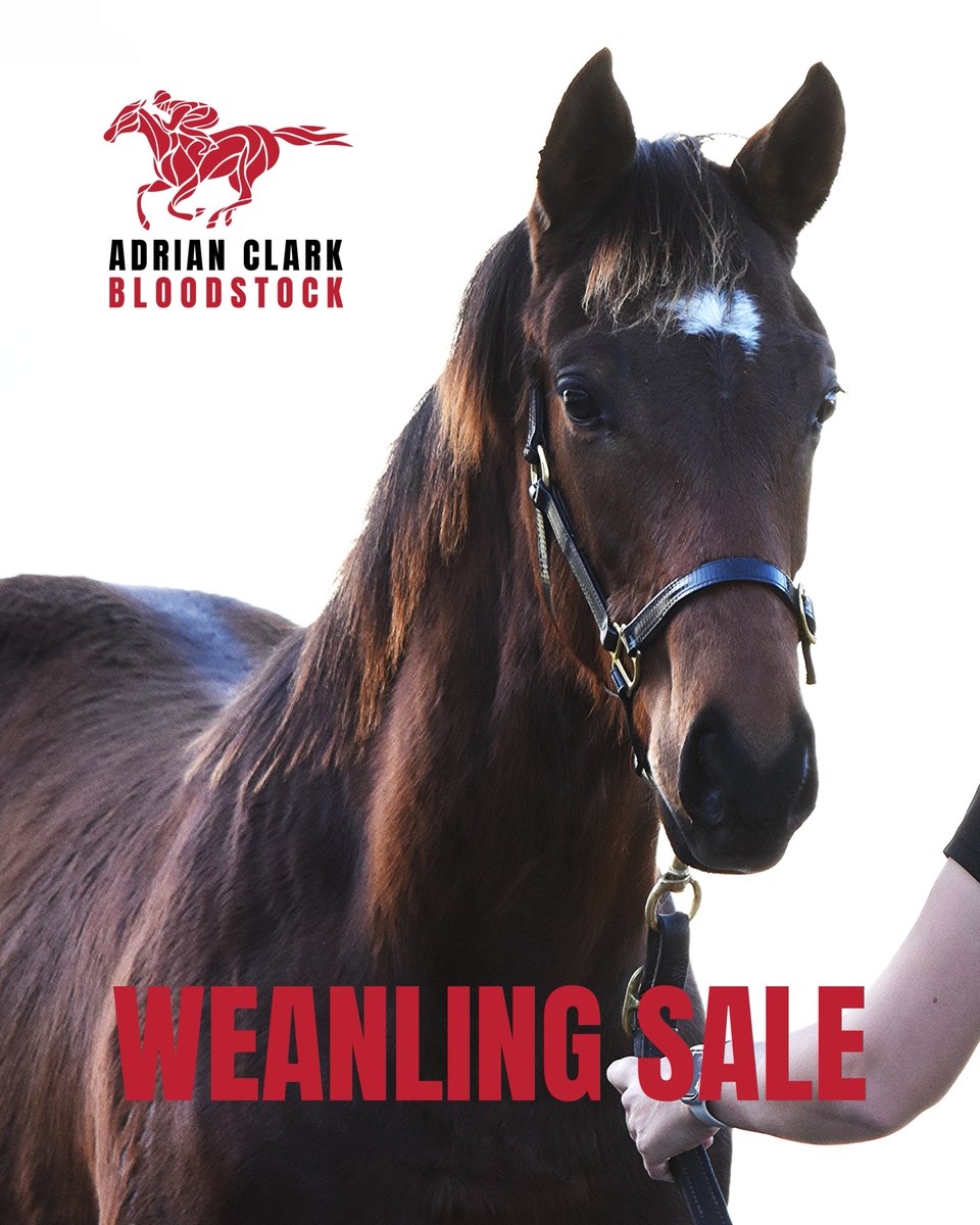 Bloodstock's tweet photo. Interested in purchasing a rising yearling at the NZB National Weanling Sale, 25 June?
I've selected two subsequent Group One winners at this sale.
Get in touch if you'd like to talk about me selecting a colt or filly for you &amp; your budget.
https://t.co/vpnEbHYrEW https://t.co/80mIoranmJ