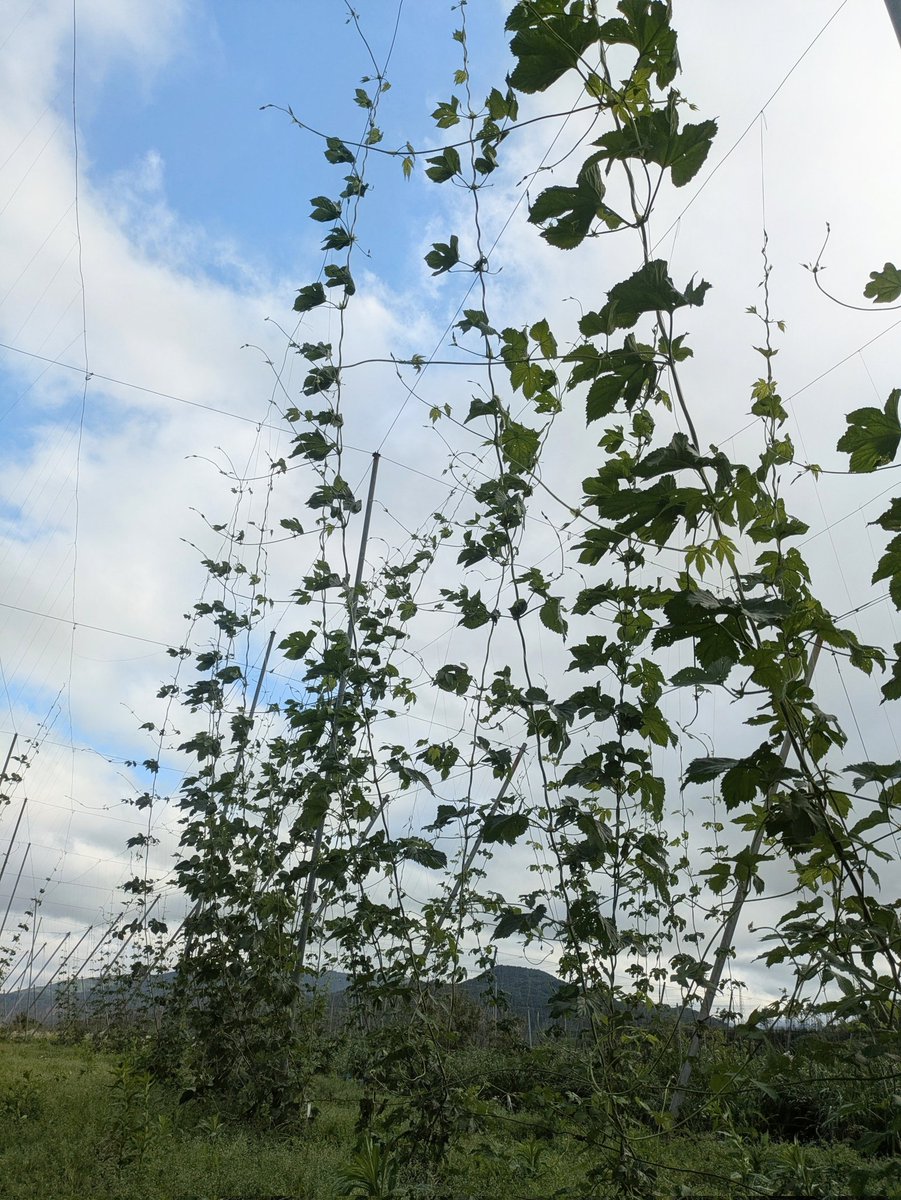 hop_tono12's tweet photo. 今朝のホップ畑…低温の中でも絶好調なVista！5.5mを超えてきました!! 圃場ごとに作業がありすぎて、嬉しい悲鳴が上がっています💦 https://t.co/SfIaew8Eel