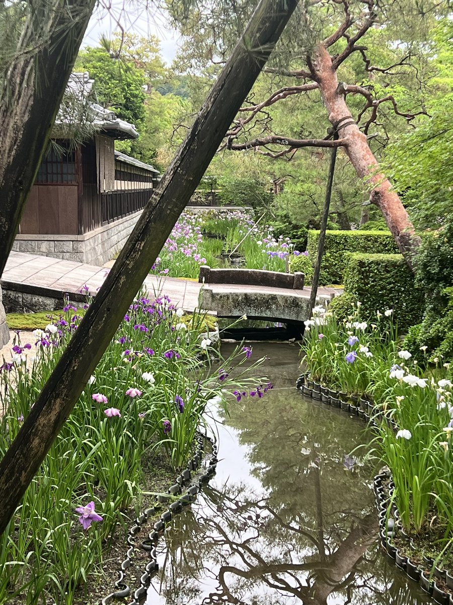 isocchi51's tweet photo. 2026.06.05(金)
#碧雲荘の花菖蒲 
#碧雲荘 
#野村別邸 
#花菖蒲 
#今朝の京都 https://t.co/1fBSTuwS7C