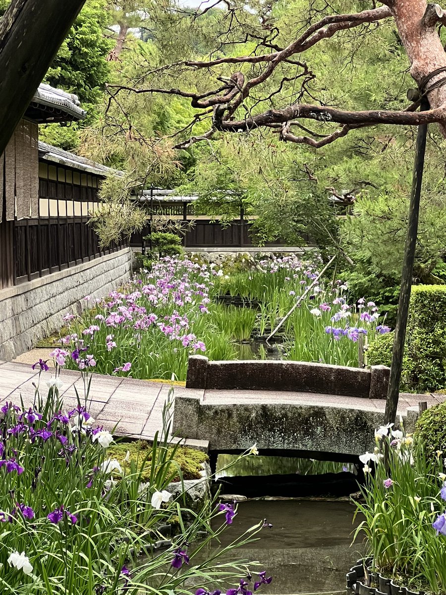 isocchi51's tweet photo. 2026.06.05(金)
#碧雲荘の花菖蒲 
#碧雲荘 
#野村別邸 
#花菖蒲 
#今朝の京都 https://t.co/1fBSTuwS7C