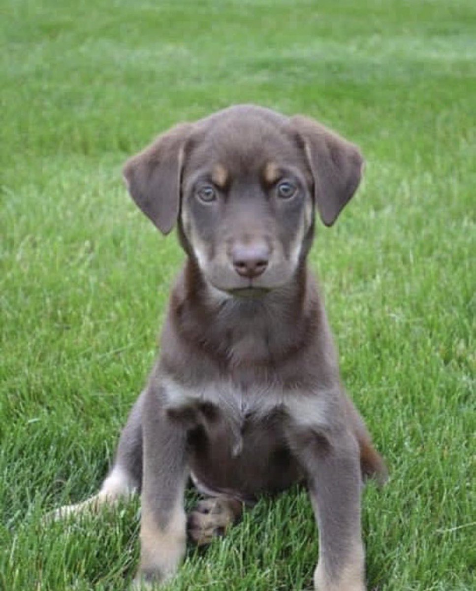 brkolo's tweet photo. I know that many of you (read as most of you) follow me because of my sports sidekick, Reese. Unfortunately, my perfect pup unexpectedly crossed the rainbow bridge, yesterday. She was there for every #Purdue game, every NCAA tournament, every sports moment of the last 10 years. 

I am absolutely gutted. She was my best friend. The best snuggler. Loved victory treats and post game belly rubs. 

I thank the Lord for the blessing of placing her in my life. I will miss her forever.

Hopefully she will be anxiously waiting for me at the Pearly Gates, like she would wait for me to return after work. 

Until that day, rest easy my perfect little angel.