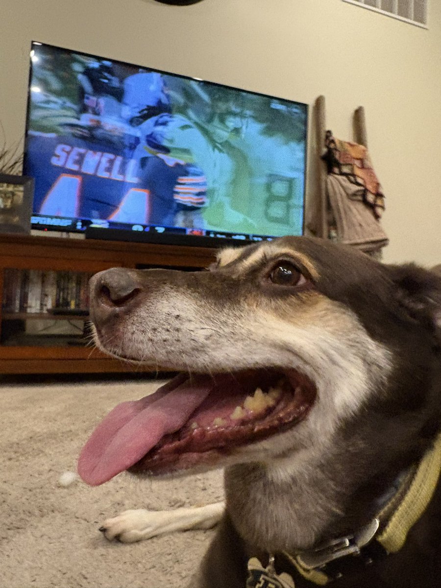 brkolo's tweet photo. I know that many of you (read as most of you) follow me because of my sports sidekick, Reese. Unfortunately, my perfect pup unexpectedly crossed the rainbow bridge, yesterday. She was there for every #Purdue game, every NCAA tournament, every sports moment of the last 10 years. 

I am absolutely gutted. She was my best friend. The best snuggler. Loved victory treats and post game belly rubs. 

I thank the Lord for the blessing of placing her in my life. I will miss her forever.

Hopefully she will be anxiously waiting for me at the Pearly Gates, like she would wait for me to return after work. 

Until that day, rest easy my perfect little angel.
