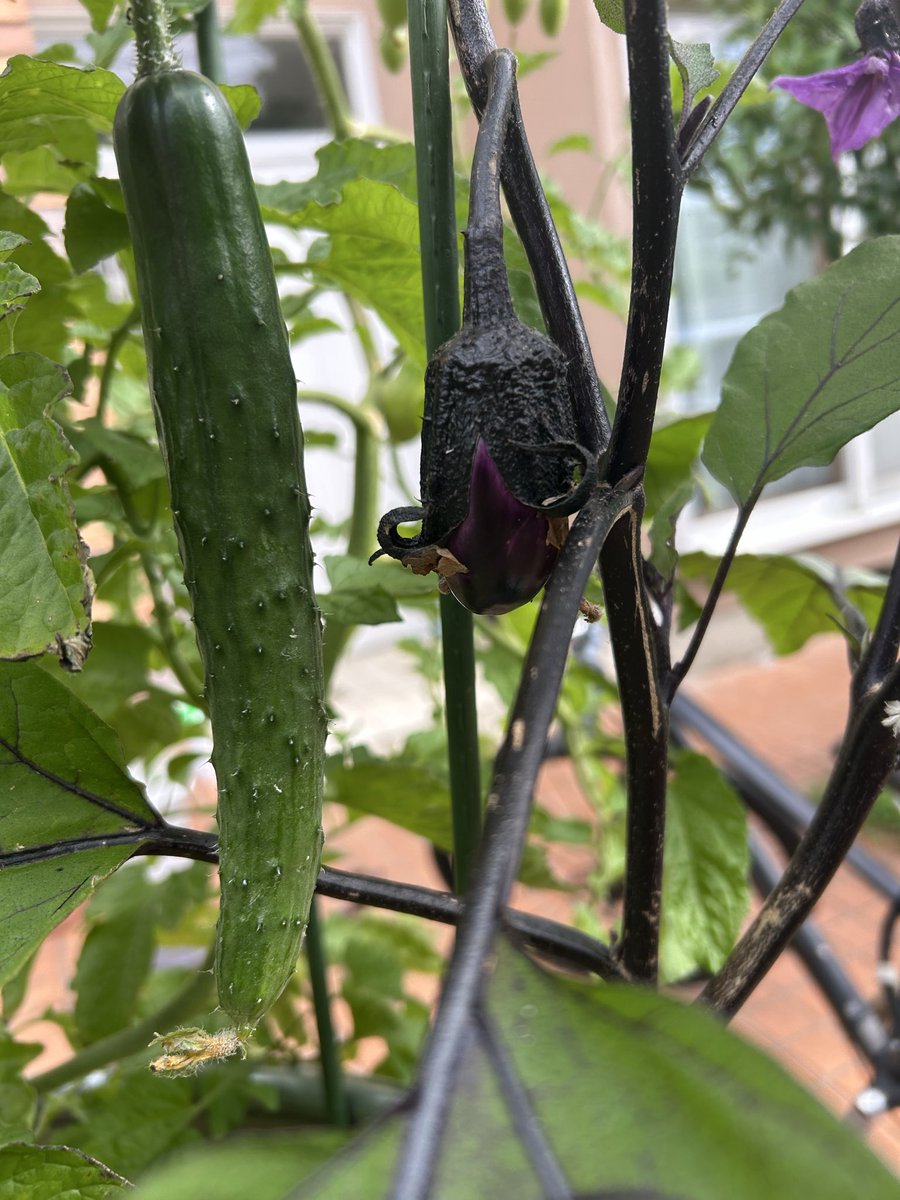 yasaitaro3's tweet photo. 1本目！小さいけど1本目だから収穫しました🥒
ナスも順調🍆 https://t.co/ZsxBoEfrvV