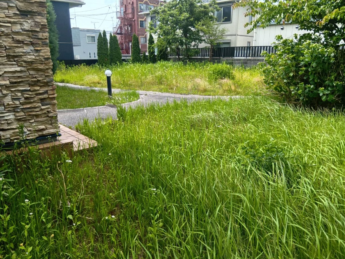 b_jservice's tweet photo. おはようございます
いわき市小名浜にてお庭の草刈り作業。
　　　
　　　　本日もご安全に！
　　いわき市便利屋ジェイサービス
#いわき市
#お庭の困り事
#小名浜
#草刈り
#便利屋 https://t.co/2C9YUXmxZK