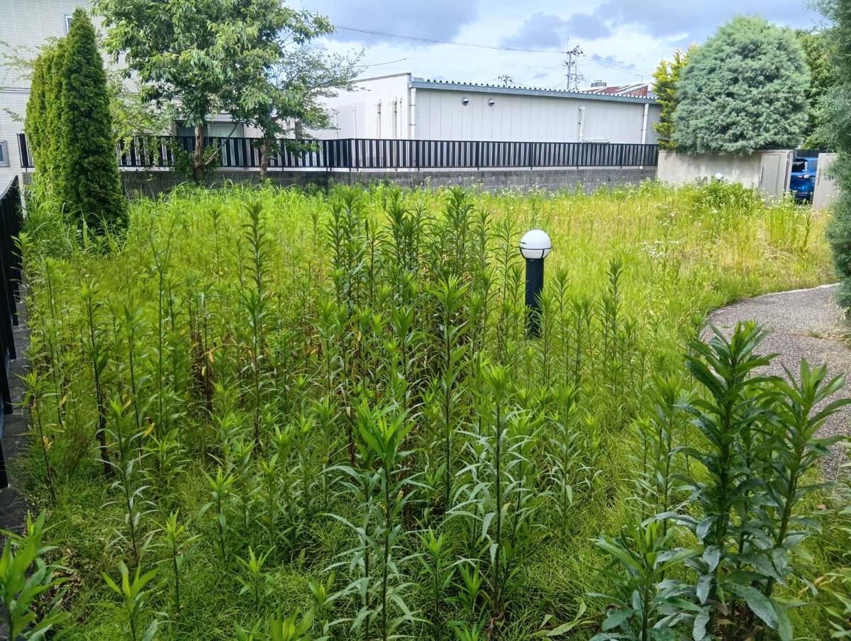 b_jservice's tweet photo. おはようございます
いわき市小名浜にてお庭の草刈り作業。
　　　
　　　　本日もご安全に！
　　いわき市便利屋ジェイサービス
#いわき市
#お庭の困り事
#小名浜
#草刈り
#便利屋 https://t.co/2C9YUXmxZK