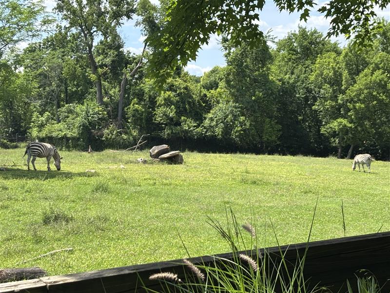 FOXNashville's tweet photo. 🦁 Nashville Zoo is asking the public to help oppose a proposed data center planned on neighboring property.

Zoo officials say they are concerned about potential impacts on animals, visitors and natural resources, and want more information about the project's environmental effects before it moves forward.

READ MORE: https://t.co/aJfnSGD0Sw