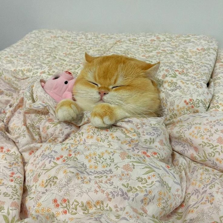 nekocatts's tweet photo. The cutest little thing you will see today 🥰 https://t.co/GElOm64X2s