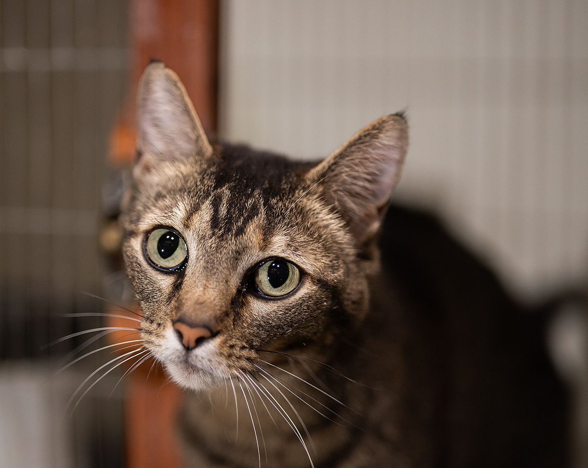 WishesRescue's tweet photo. Strange older lady CHARLI was adopted this week! She sure hates other cats, but she sure loves people!! Such an interesting looking  girl! We are so happy for her. https://t.co/CpIze7R05C