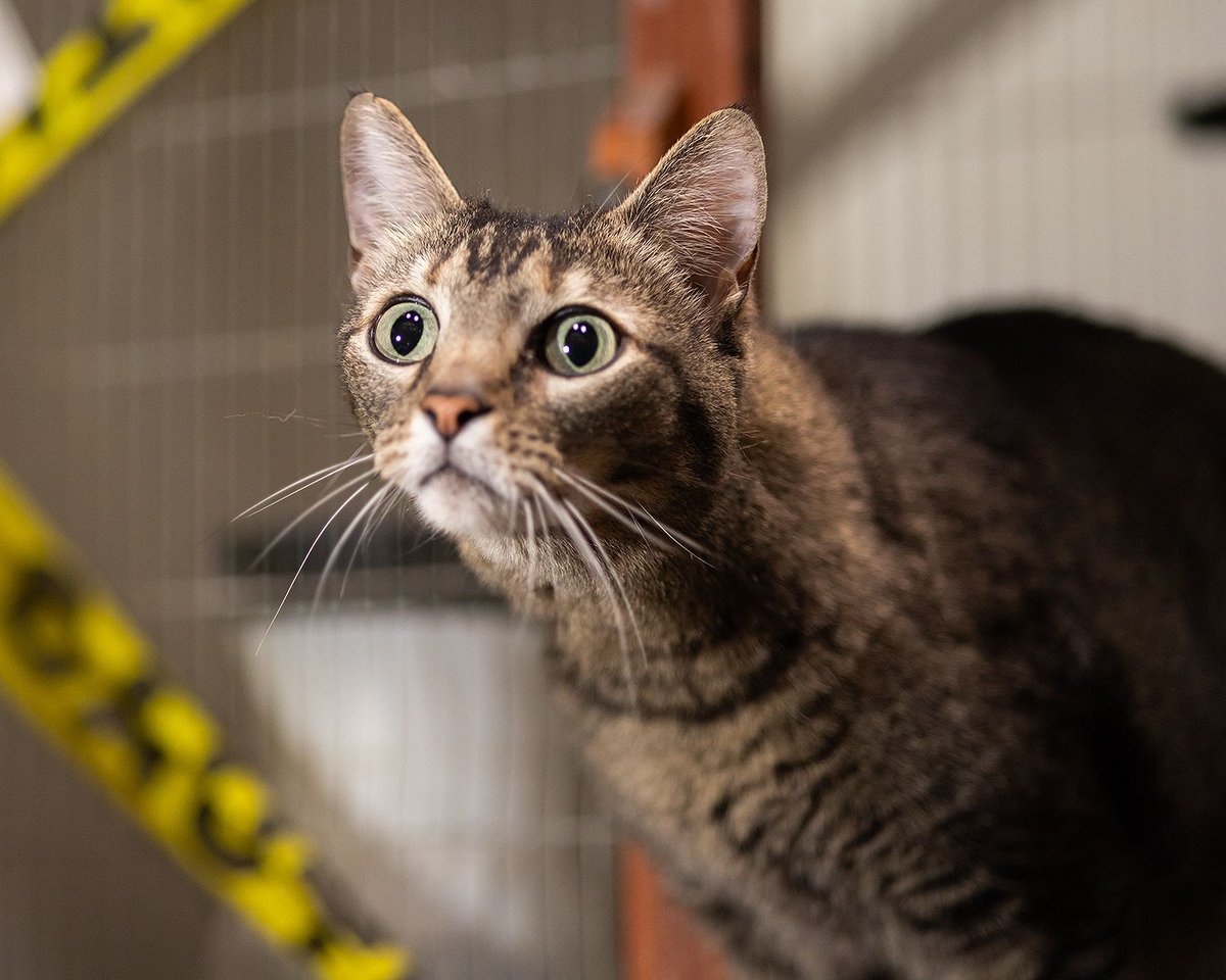 WishesRescue's tweet photo. Strange older lady CHARLI was adopted this week! She sure hates other cats, but she sure loves people!! Such an interesting looking  girl! We are so happy for her. https://t.co/CpIze7R05C