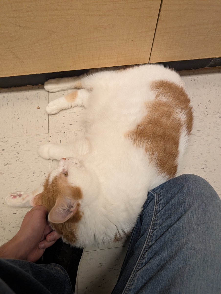 pdunlap47's tweet photo. This is Pixel! https://t.co/x3NOFAMWzf