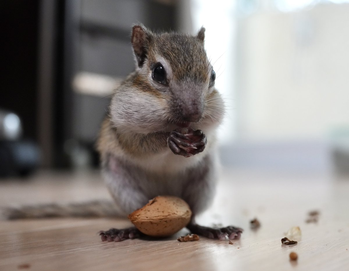 risusaan's tweet photo. @fledermous こちらこそ、美味しそうに食べてくれてありがとうだよ🥜🐿️🫶 https://t.co/ULhmNDkYjf