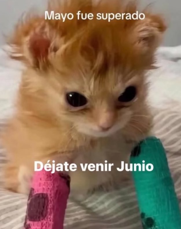 nacional_memes's tweet photo. Una lloradita y a seguir 🐱 https://t.co/REO0iUFkIC