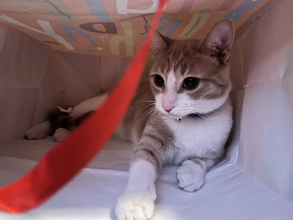 CarmenIyexie's tweet photo. Everyone wish my son, Mac a Happy Birthday!! (He's 1 now!!) https://t.co/w6ipNOm9Gq