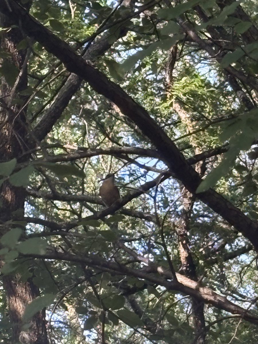 Cjdeck1's tweet photo. Bird update: realized there’s an easier solution to dog proof the nest but more importantly guess who hatched last night https://t.co/GQWwRmgnG8