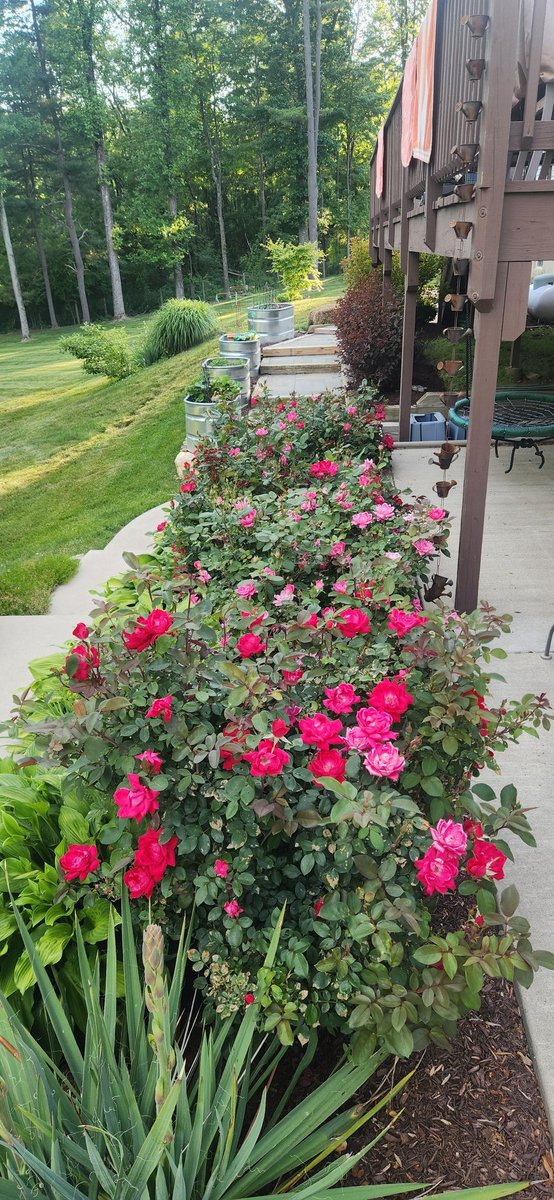 darekope's tweet photo. The beautiful colors of summer
@maof4boysplus1 https://t.co/Xpc7Uxo8fM