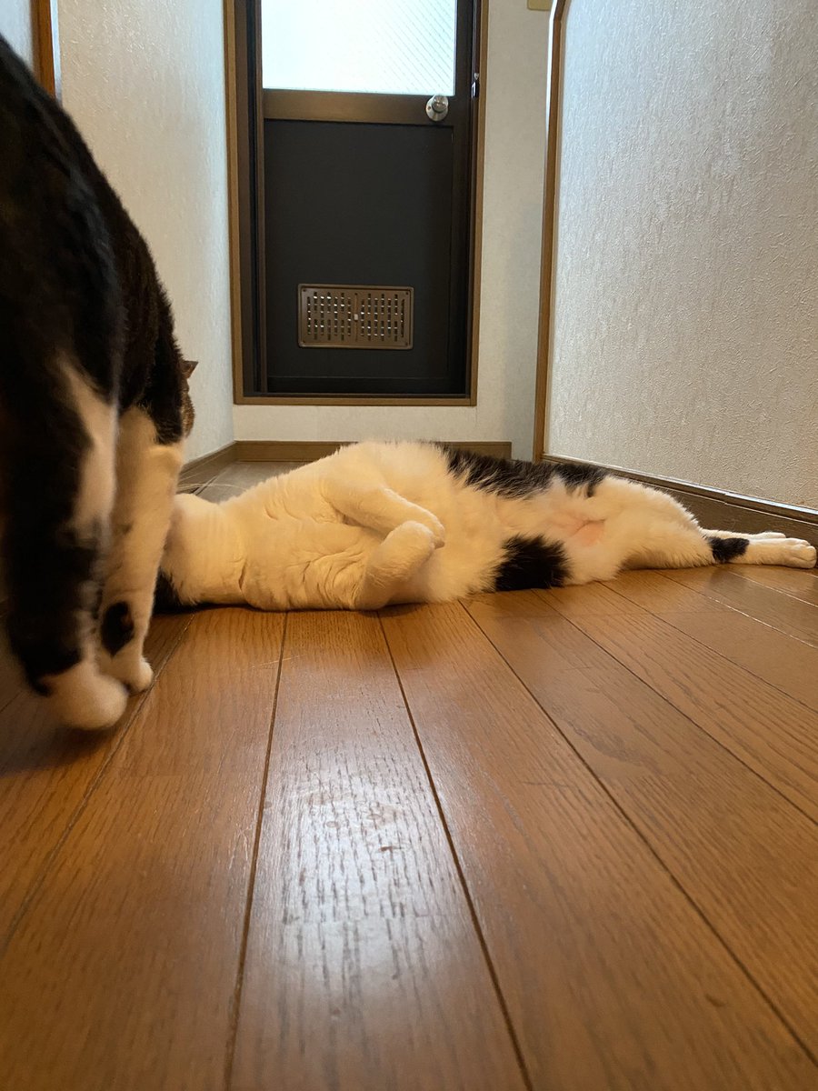 leftzzzx's tweet photo. 通せんぼ失敗 https://t.co/swAuEaWMKy
