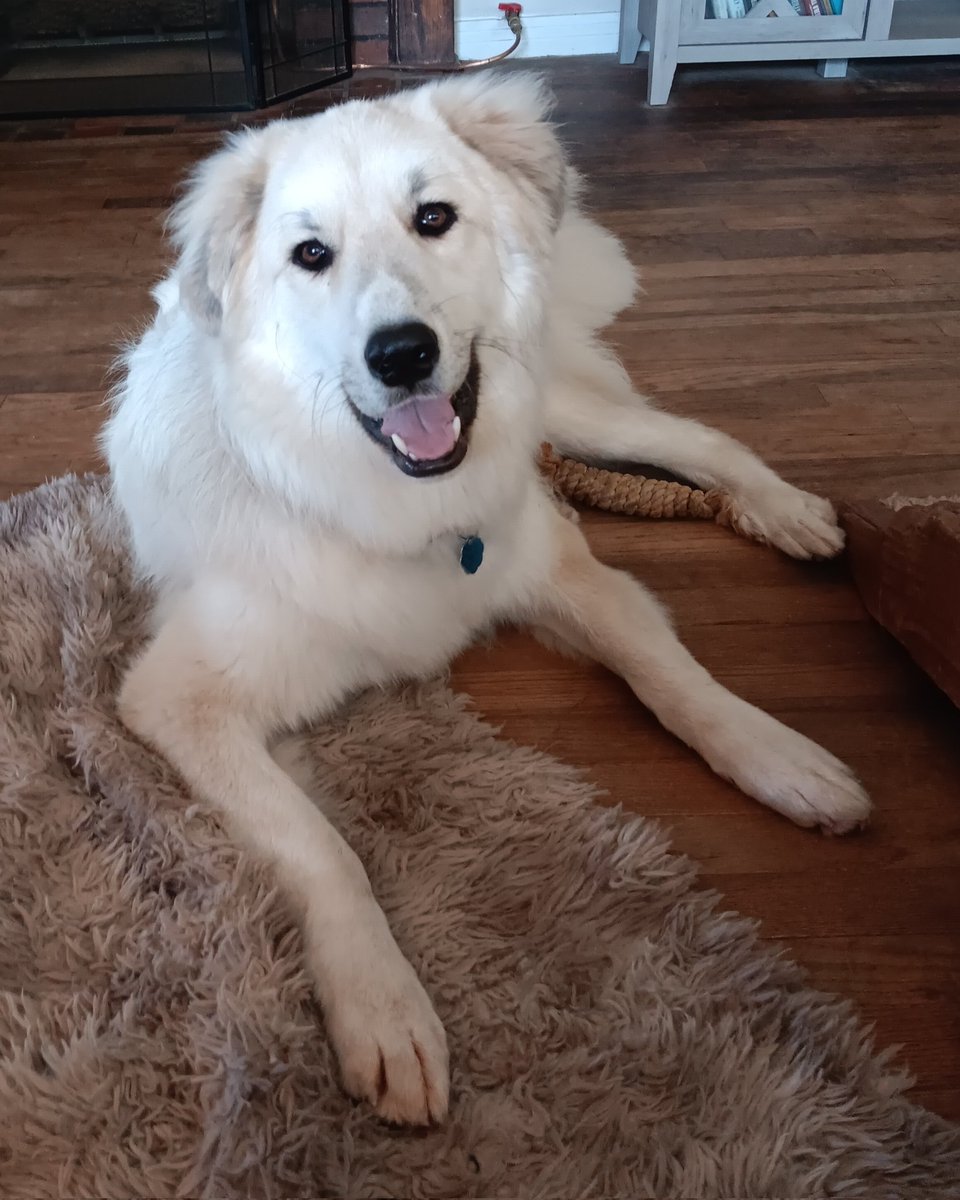 StBernardGal's tweet photo. @canammissing @pvtjokerus Charlie is happy guarding his backyard and his house. He is the happiest boy. He just got home from a deshedding! https://t.co/VAsqCoggU2