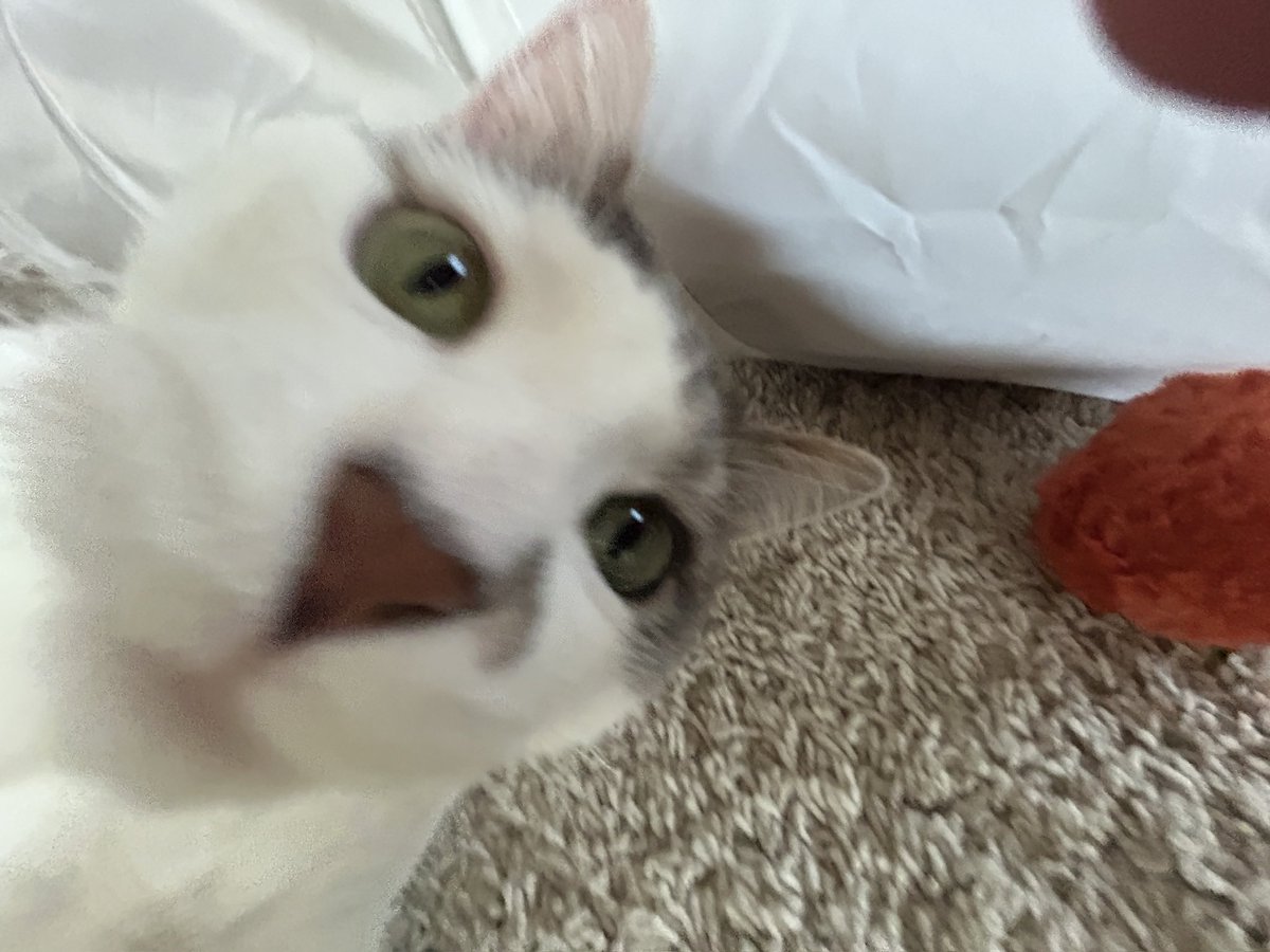 abandonhound's tweet photo. @NECROISH meow https://t.co/5WVIUa3KLO