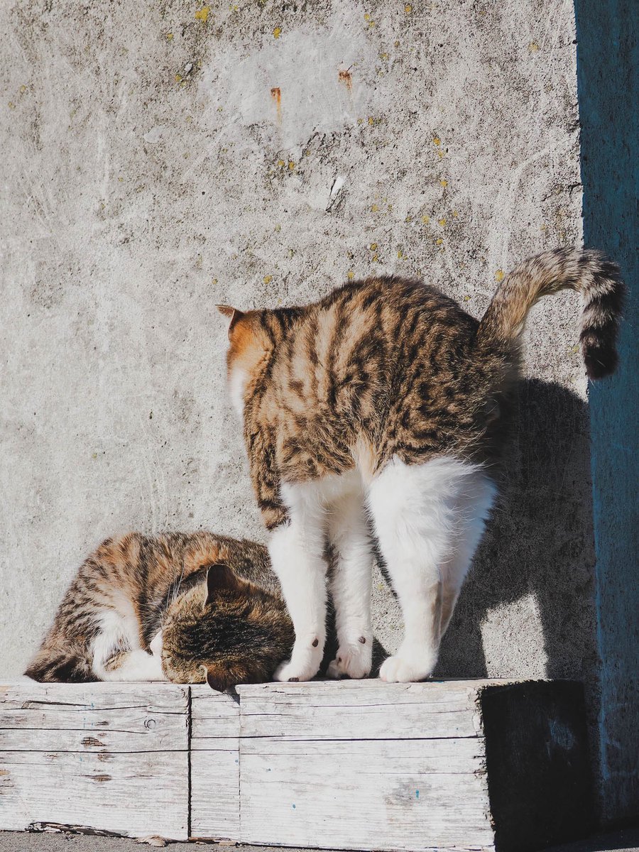 KYukinojyo's tweet photo. 伸び〜そろそろ起きるニャ〜
#田代島
#猫好きさんと繋がりたい
#猫 #ねこ #ネコ #cathy17thspringtime https://t.co/0b2xk6v4bU