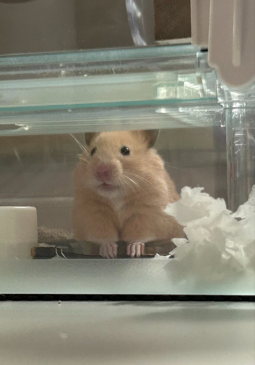 ぼんてん🐹 tweet media