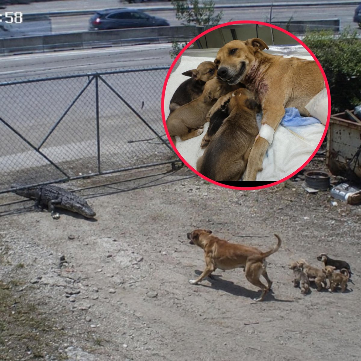 Mr_Husky1's tweet photo. Dog Fights Off 12-Foot Alligator To Protect Her Babies

A Florida mama dog is being called a hero after security cameras caught the moment she stood between her puppies and a 12-foot alligator that had slipped under a gate near a junkyard off the highway. Workers said the dog could have run, but she didn’t. She planted herself in front of her babies and fought with everything she had until the gator backed off long enough for someone to rush in and help.

At the vet, she was in terrible pain and listed in critical condition, but staff said she wouldn’t calm down. She kept crying, looking around, and trying to lift her head like she was searching for her puppies. Finally, they brought the babies into the surgery room beside her, and the second she saw them, she relaxed. She’s now slowly recovering with her puppies curled up next to her, and everyone who saw it says the same thing: that’s what a mother’s love can do