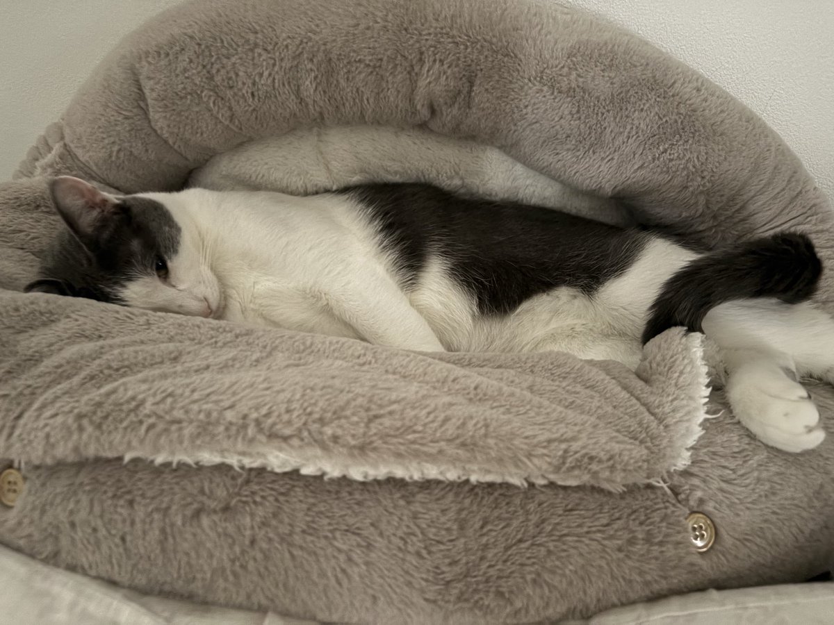 hatukitt's tweet photo. おはようのねこ。暑いらしく長いねこ。ひんやりマット出さないとだねぇ。 https://t.co/wWzGZY2E4b
