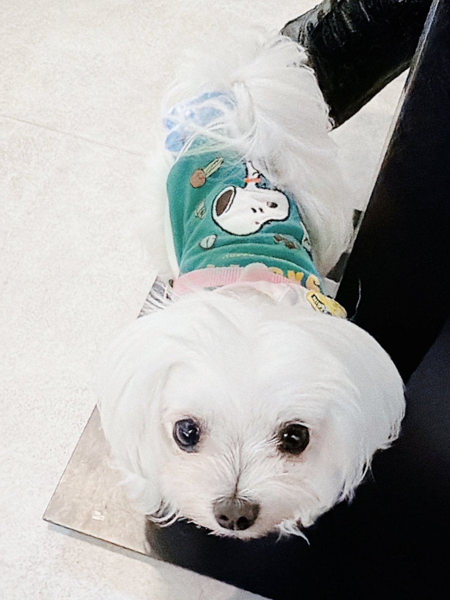micoconuts_'s tweet photo. 昨日のココナッツ🐶
朝：散歩🐾埋もれて、🍖食べて、在宅勤務のPC前で熟睡💤
お昼：散歩🐾埋もれて、ウマウマおやつ食べに行って😋また埋もれる💤
帰宅して：PC前で抱っこで熟睡💤
またお散歩：ウマウマ食べに行って😋少し歩いたら🐾埋もれて💤

埋もれ日和だったね☁️ https://t.co/Iwdq83VF8v