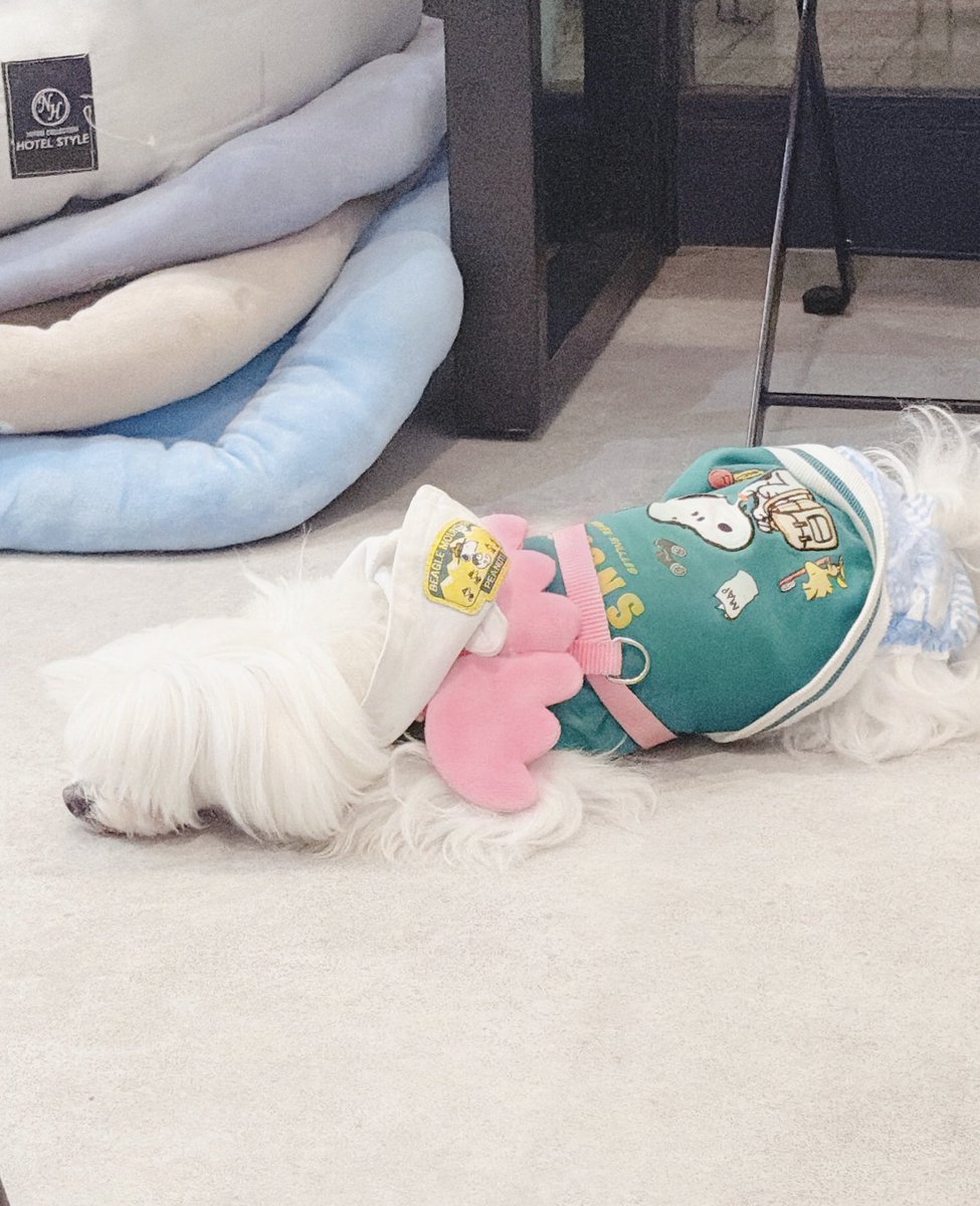micoconuts_'s tweet photo. 昨日のココナッツ🐶
朝：散歩🐾埋もれて、🍖食べて、在宅勤務のPC前で熟睡💤
お昼：散歩🐾埋もれて、ウマウマおやつ食べに行って😋また埋もれる💤
帰宅して：PC前で抱っこで熟睡💤
またお散歩：ウマウマ食べに行って😋少し歩いたら🐾埋もれて💤

埋もれ日和だったね☁️ https://t.co/Iwdq83VF8v