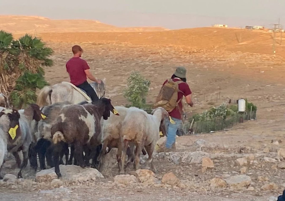 Pbi_Fr's tweet photo. Des colons envahissent Khan al-Ahmar et font paître leur bétail parmi les habitations

Des colons israéliens ont pris d’assaut la communauté bédouine de Khan al-Ahmar, à l’est de Jérusalem, et ont fait paître leur bétail entre les maisons des habitants.

#Jérusalem #Palestine https://t.co/SMRdNDkhVX
