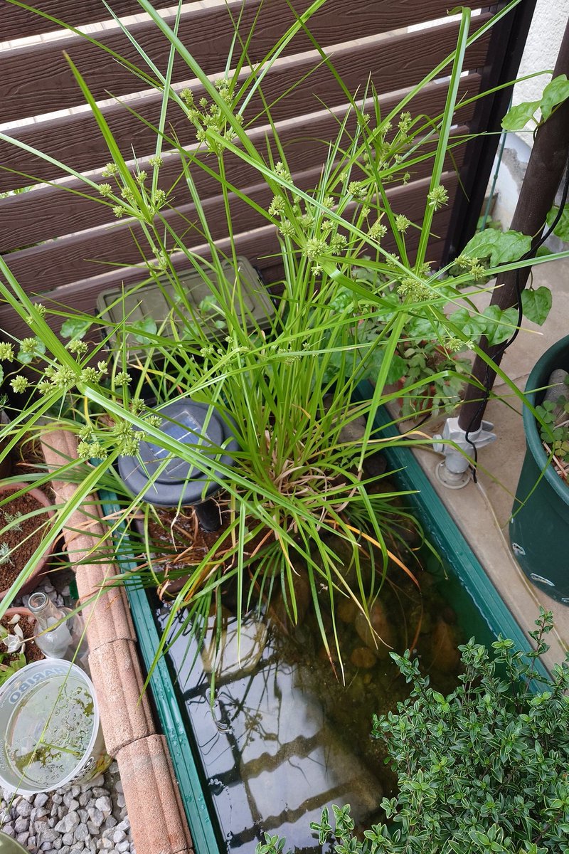 microhunterJP's tweet photo. 近くの川で採取してビオトープに植えた植物があっという間に大きくなって実をつけて始めました。

調べたらメリケンガヤツリという帰化植物のようです。 https://t.co/HLQ2KdWpb7