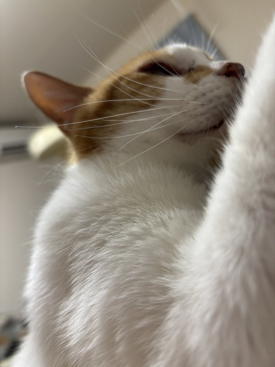猫を飼えたアカウント (@nekoyashinau) / Posts / X