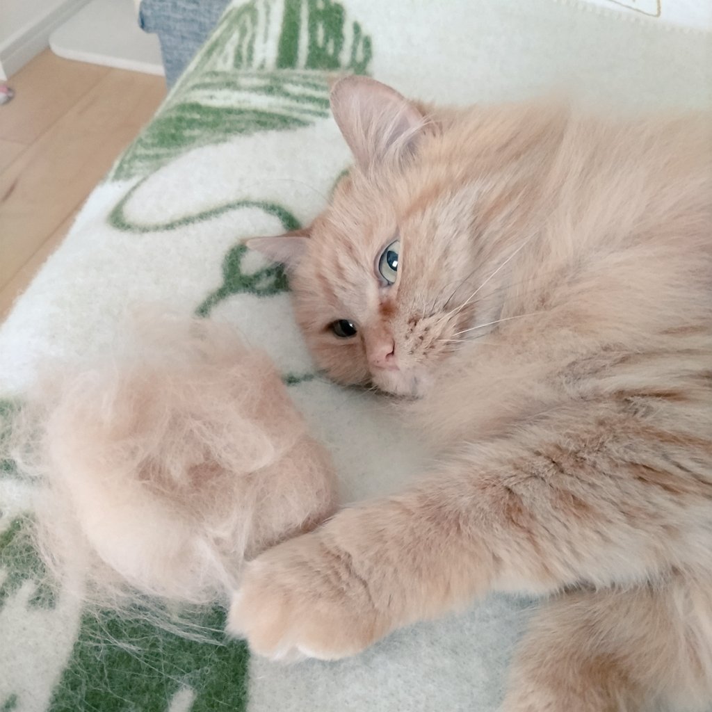 SunnyColorLabel's tweet photo. おはよー☁️
ブラッシング
どっさり取れて
びっくりよー

#猫 #メインクーン 
#猫がいる暮らし 
#猫のいる暮らし 
#モフモフ #もふもふ https://t.co/u9cm2JMFKj