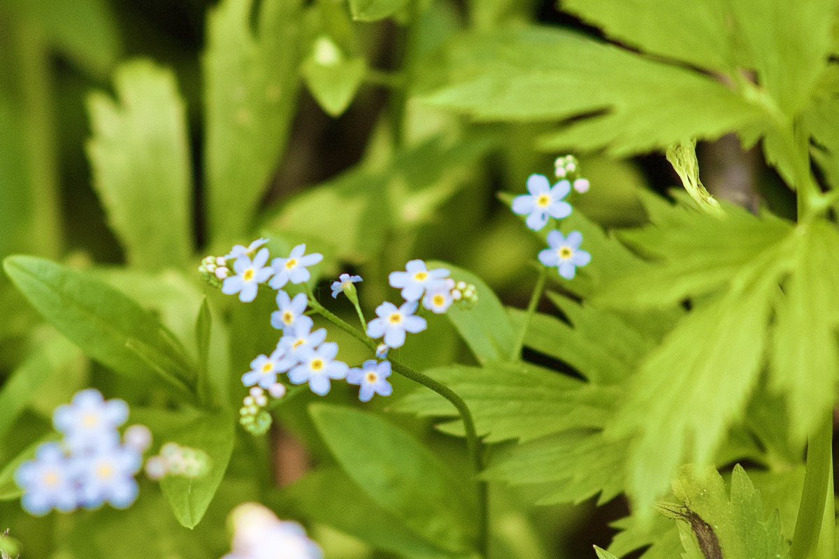 CharlotteD52769's tweet photo. Working on my focus of tiny items #flowers #cvnp #300mm #kendalllake https://t.co/6tlLFcbd3f