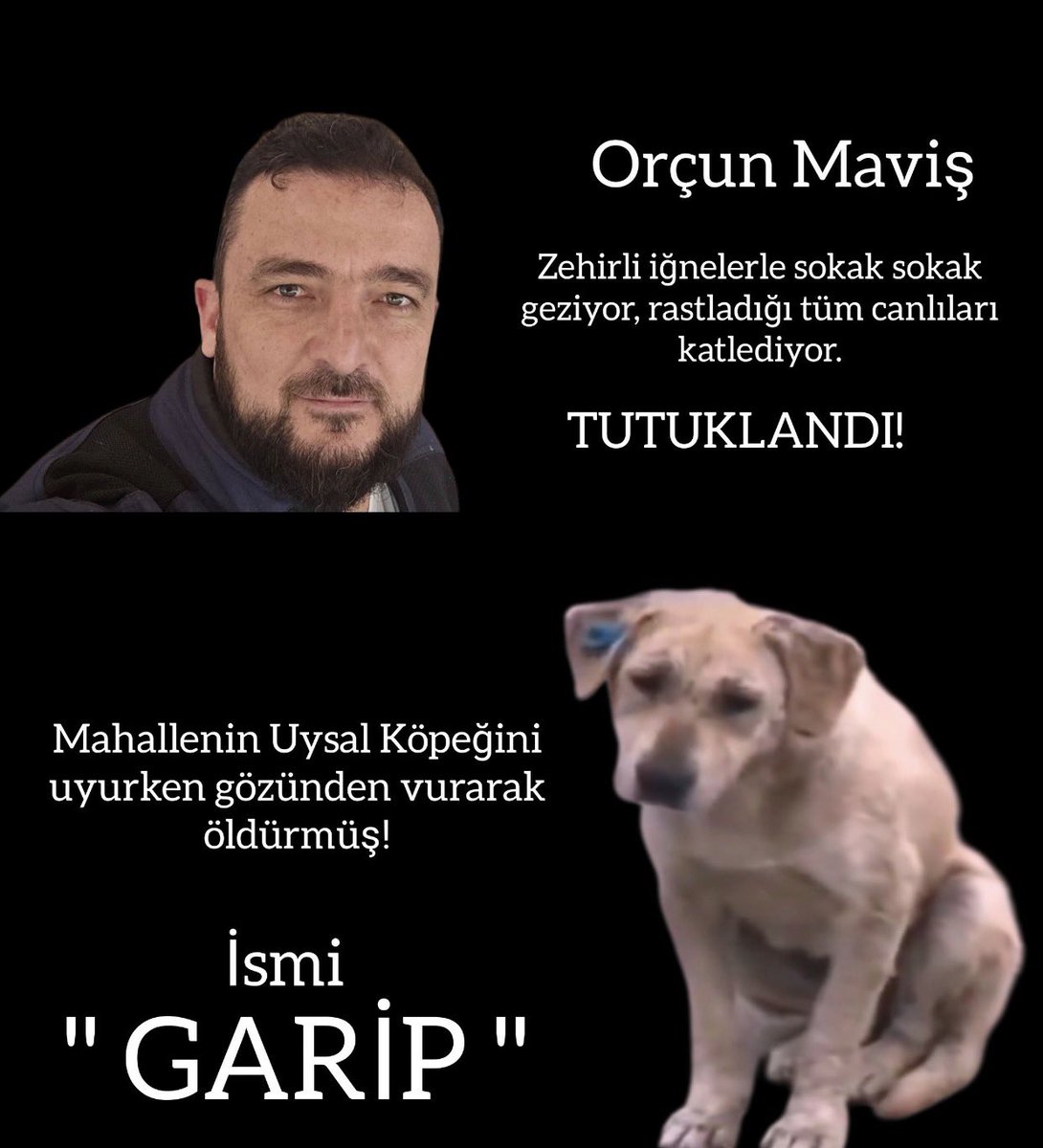 ku_ayd's tweet photo. 📍Cani  Orçun , sokakları dolaşarak tüm canları öldürdüğü gibi ,mahallenin uysal köpeğini de öldürmüştü ve tutuklanmıştı,2023 yılında.. Beraat kararı istinafa taşınınca KARAR BOZULDU👏Yeniden yargılanscak. Herkes destek versin lütfen 🐾Burnundan fitil fitil gelsin inşallah 😤 https://t.co/PvaqB4Cvc0