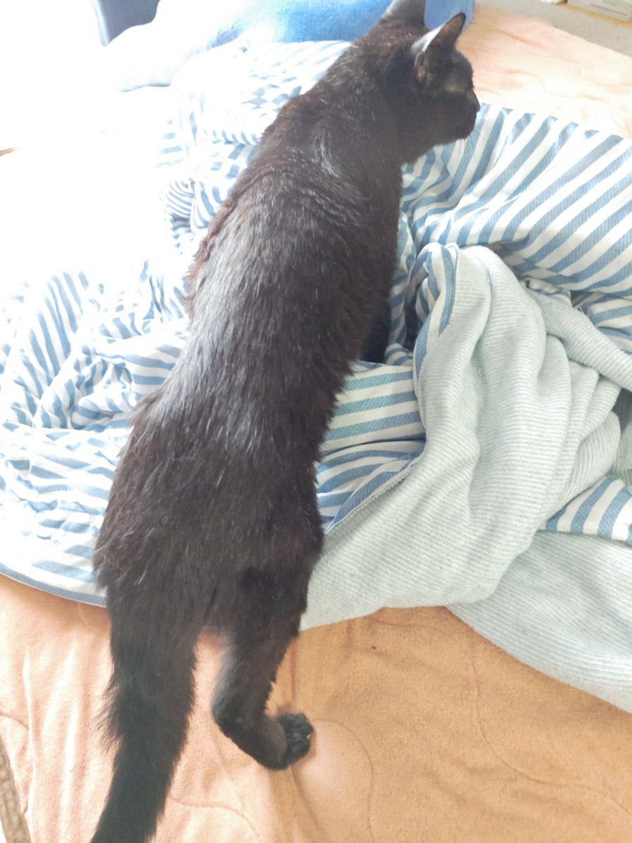 nnnagentlevel3's tweet photo. 猫ちゃんの前で
先生と新しいお薬のお話してたから
ぷいされてます
人族に気遣いが足りなかったね
次は先生と美味しいご飯のお話するね https://t.co/ZCm57H8rYu