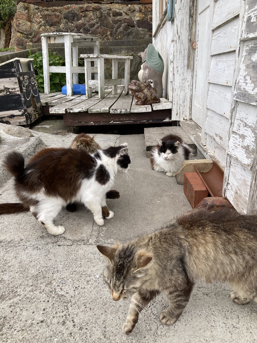猫田 こんにちは。今朝の #田代島 は曇り。今日も船に欠航が出ています