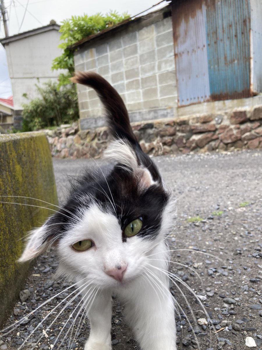 こんにちは。今朝の #田代島 は曇り。今日も船に欠航が出ています
