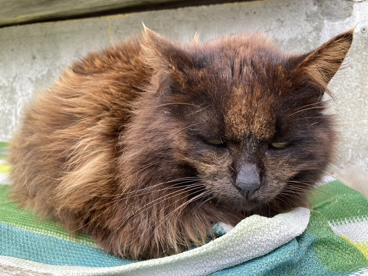 こんにちは。今朝の #田代島 は曇り。今日も船に欠航が出ています