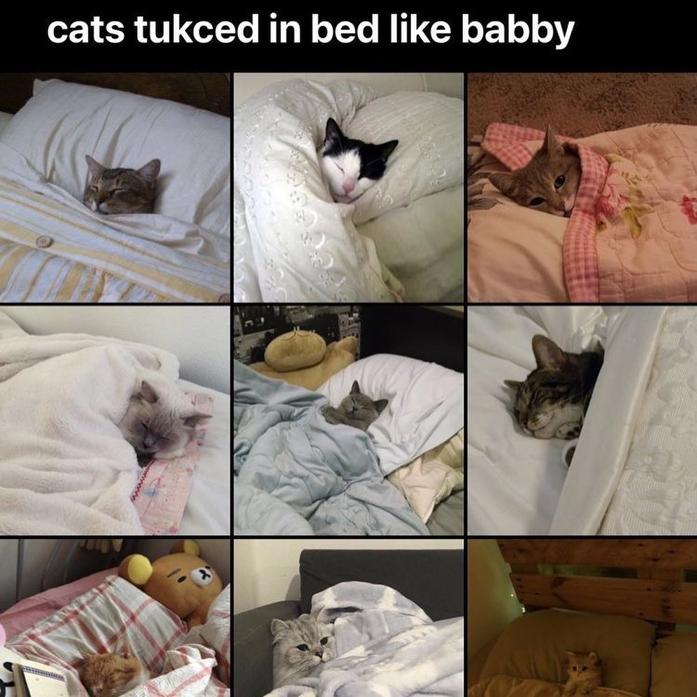 Punch Cat tweet media