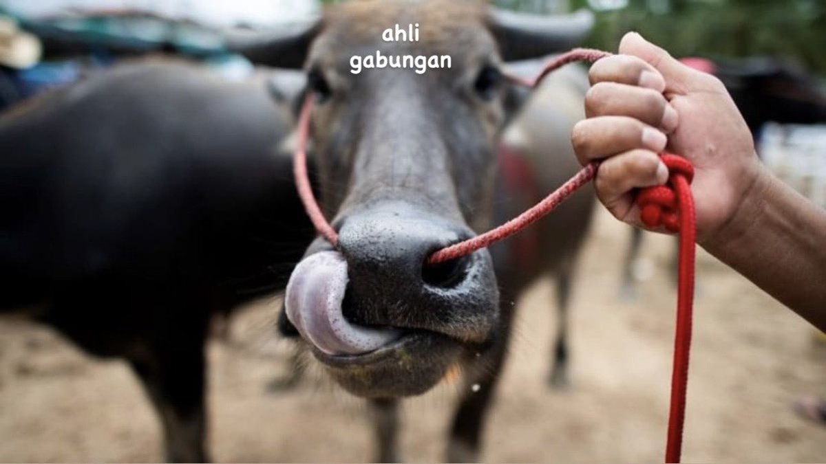 PiangShankly's tweet photo. Article 38.6
EXCO mesti dari kalangan yang pernah jadi "LEMBU" sekurang-kurangnya 5 tahun. https://t.co/IueFbxxrRH