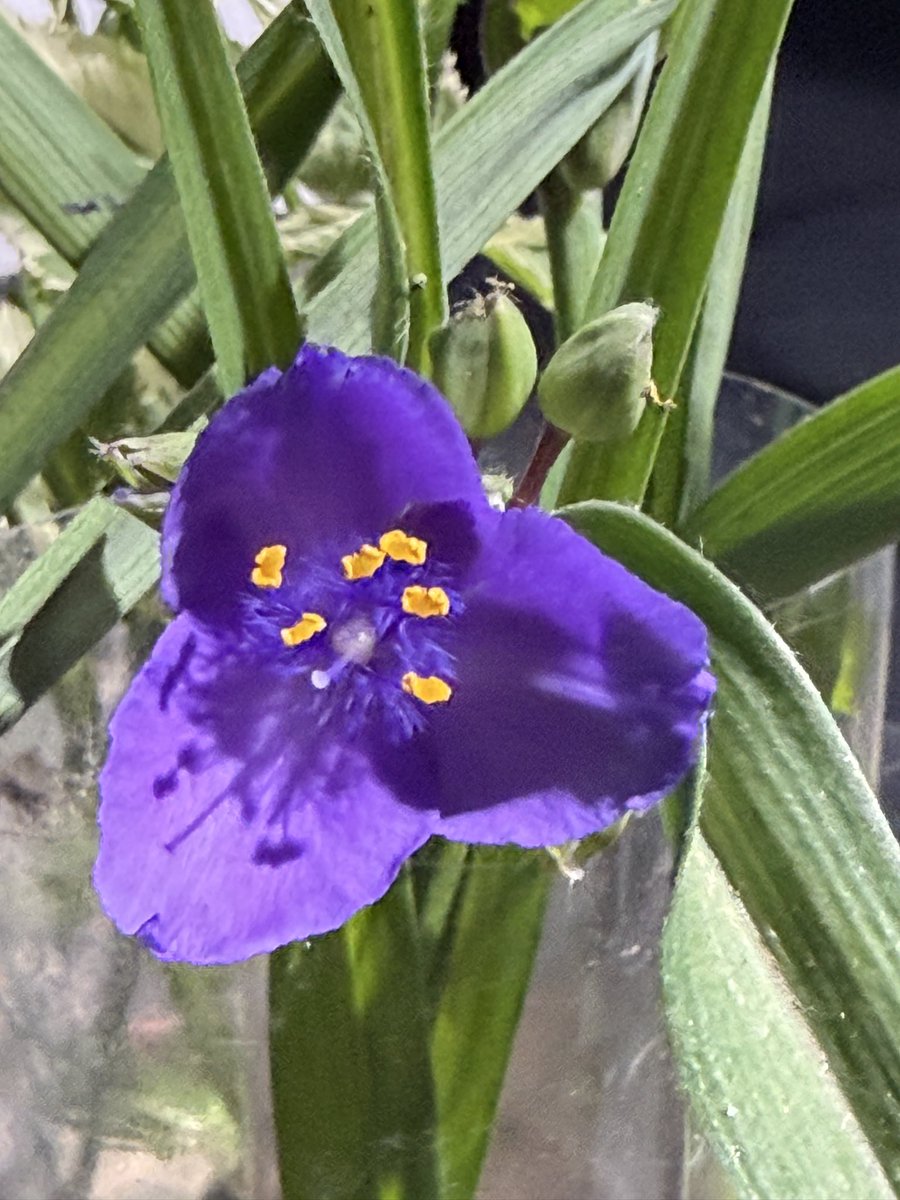 _metasato's tweet photo. 今日も朝になると開いてる、素晴らしい
ムラサキツユクサは北アメリカ原産
花により時間を可視化 https://t.co/awOa0xF6oX