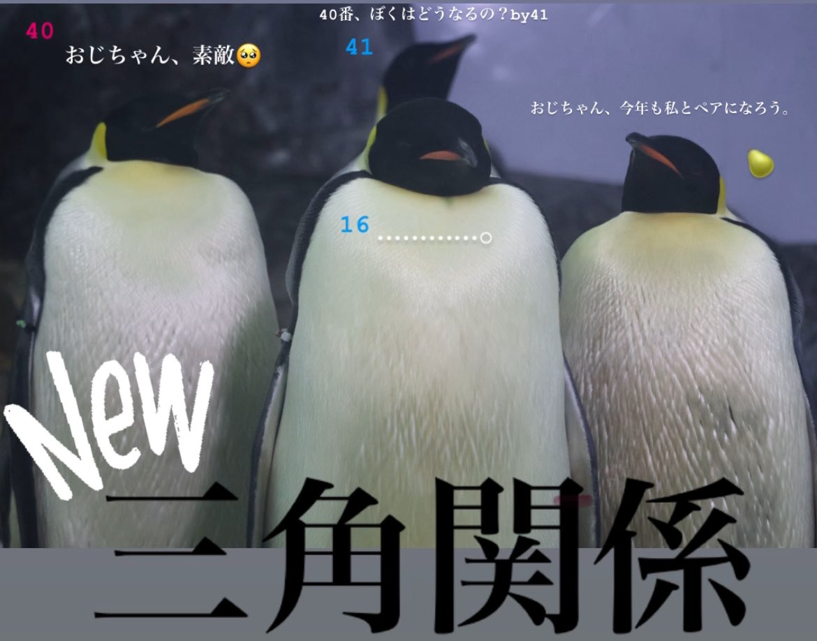 ﾊﾙ🦤 tweet media