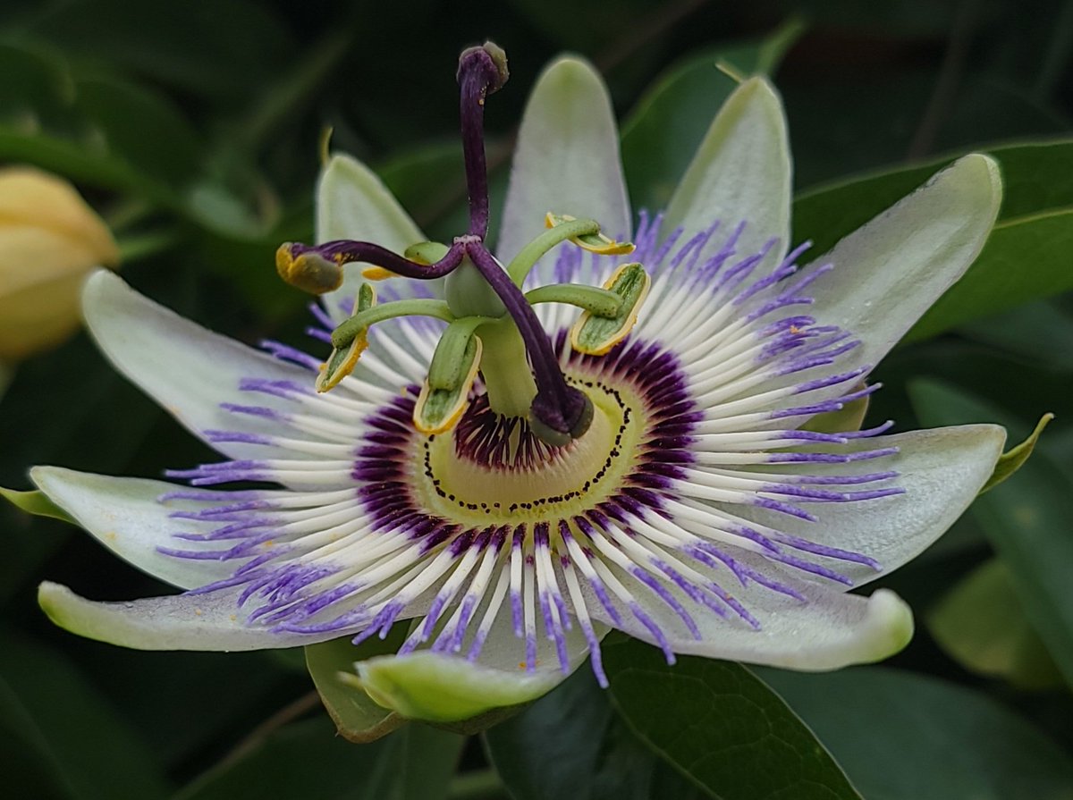 chawk2112's tweet photo. Relax
#flowers
#passionflowers
#photography https://t.co/aYmwtch0ds