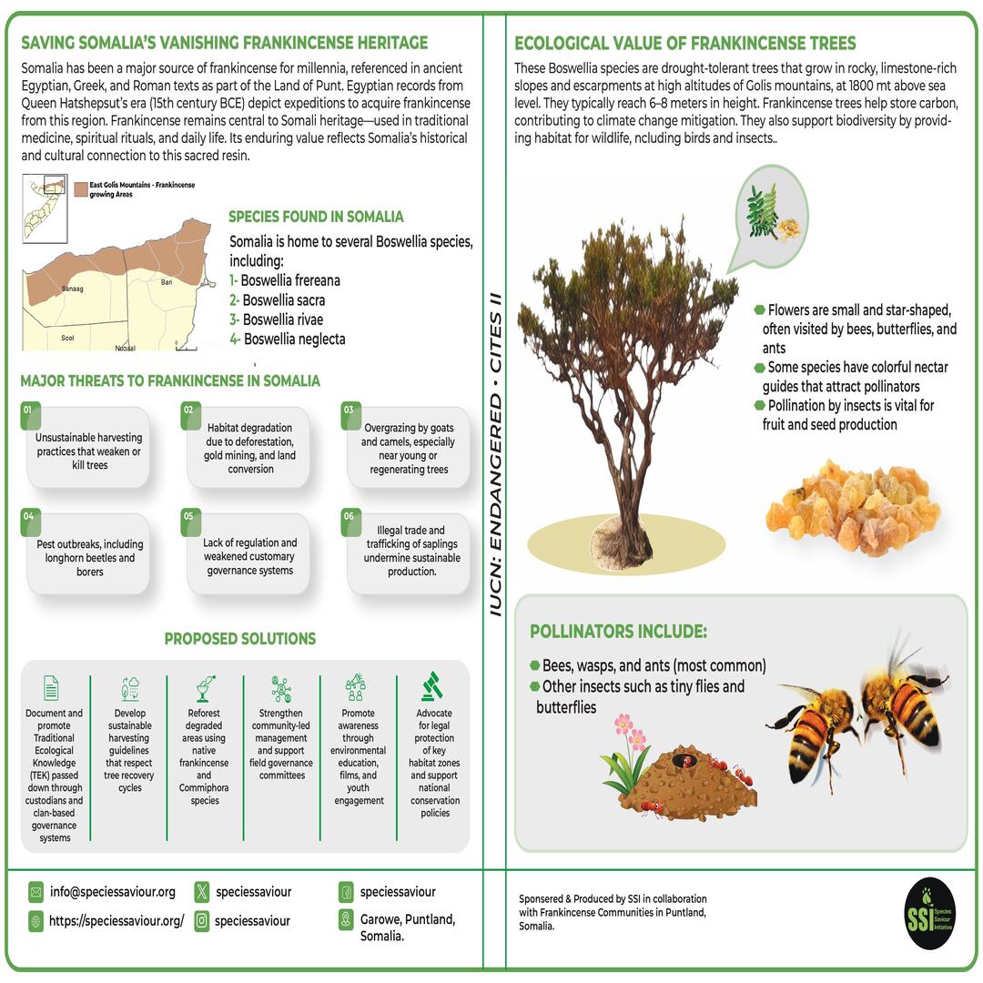 speciessaviour's tweet photo. Frankincense trees have sustained Somali heritage for millennia. Now they're at risk: overharvesting, pests, lost land stewardship.

Let’s stand together for these ancient species.
Share this, tag policymakers &amp; conservation actors.

#SaveFrankincense #SomaliHeritage https://t.co/7YbxPjH0WI