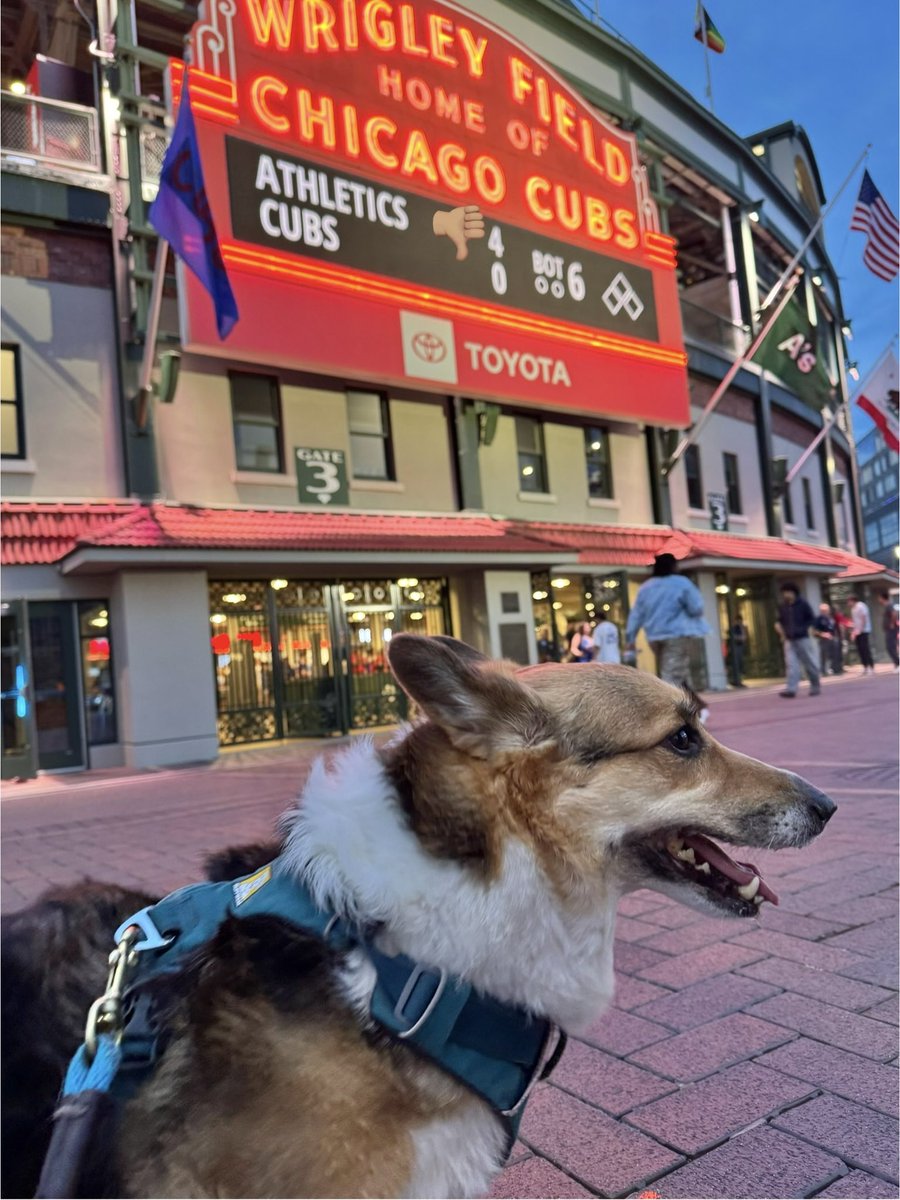 ImpactForward's tweet photo. International Corgi Day in Chicago https://t.co/rclcOLsHyX