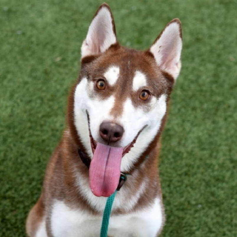 MorgFairsdogs's tweet photo. Shiny 252494
Relisted TBK 6/6
#NYCACC #RescueOnly 
She is a pretty 5 yr old
More social out of kennel 
Spinning, pacing, vocalizing & soils kennel
Huskies do not fare well in kennels
Had bite of Emer Svcs worker who caught her when stray
Save Shiny!
https://t.co/LY4rtCvVmn
#Pledge4Rescue #foster #adopt